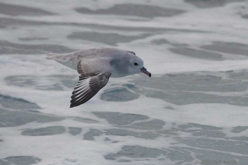 2012-03-31_18-42-17 (1).jpg - Southern Fulmar  , Drake Passage